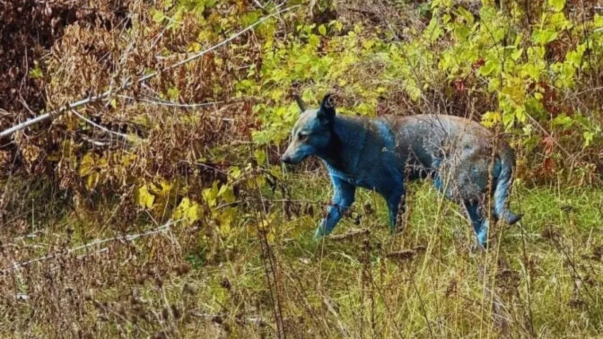 Blauwe honden uit Chernobyl: een onverwachte evolutionaire proef