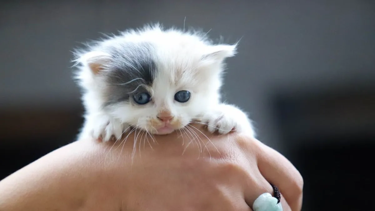 Laat het 'poes-poes' maar: het geheim van communicatie met katten ontrafeld