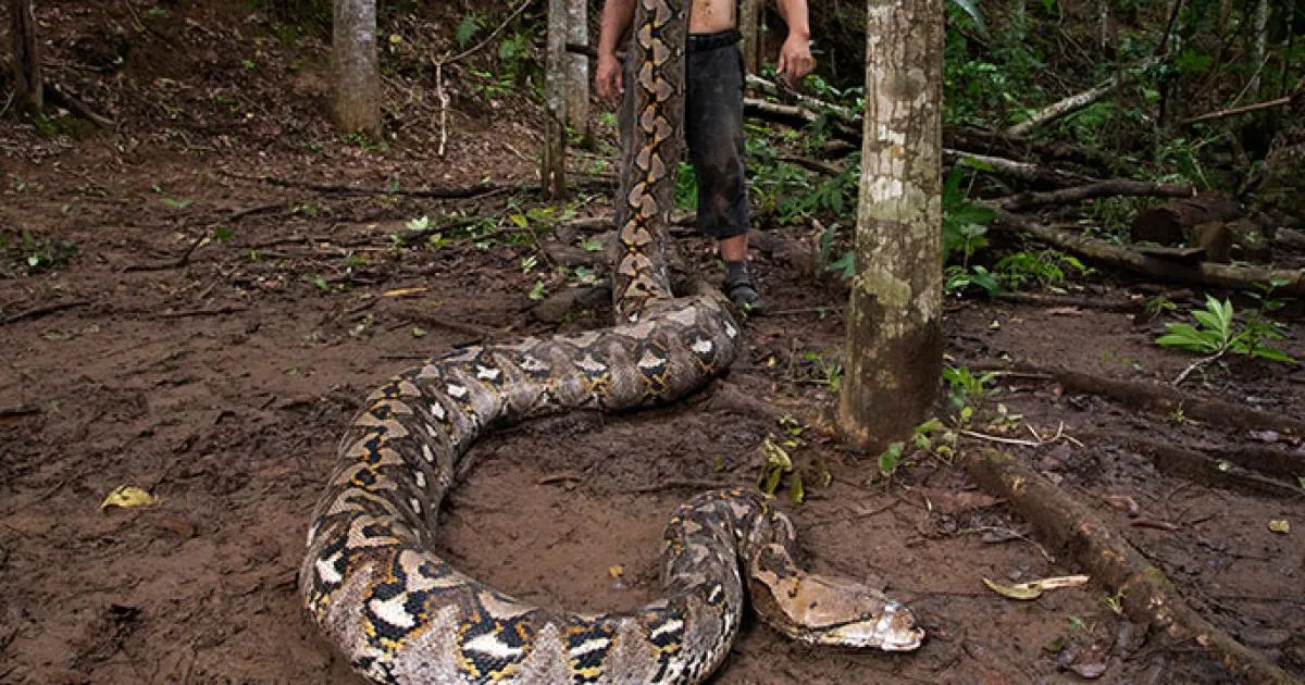 Wereldrecord: langste wilde slang ooit gevonden op Sulawesi
