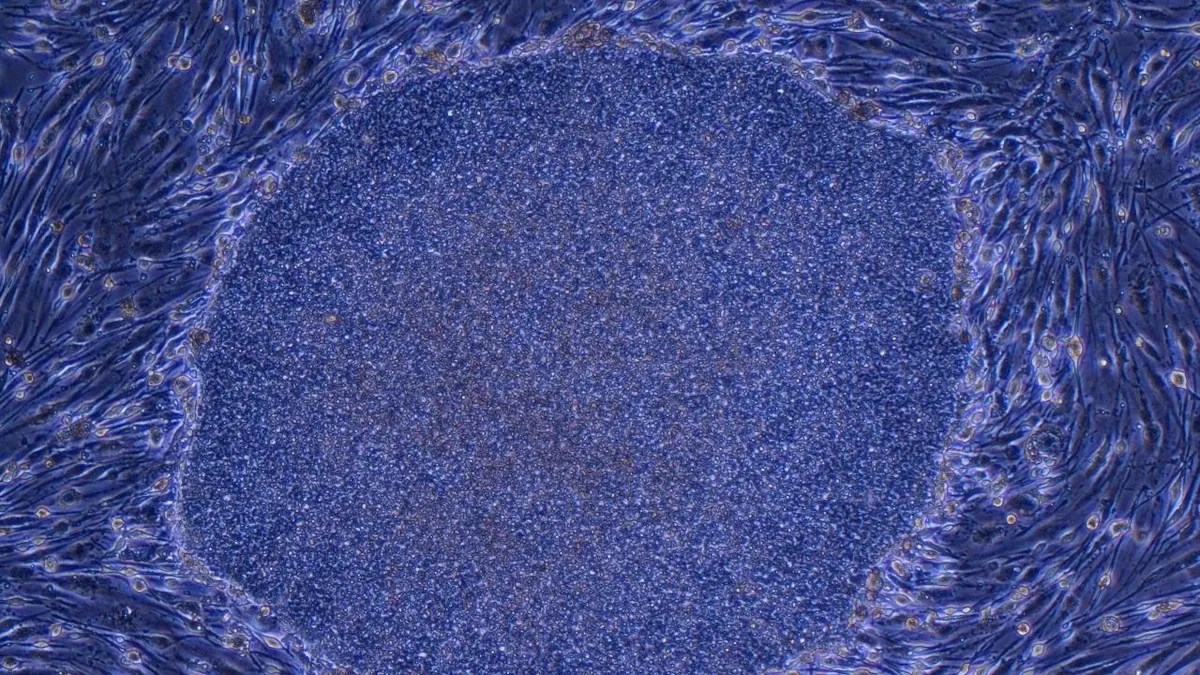 Doorbraak in Japan: eerste commerciële iPS-celtherapieën goedgekeurd